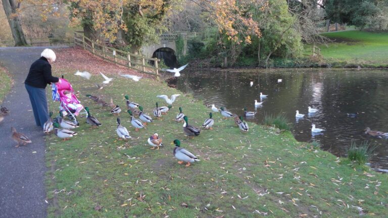 ingilterede-park-doga-9